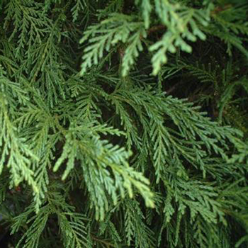 Cypress Essential Oil